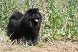 CHOW CHOW 122